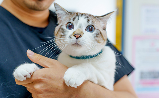 猫の診療に対する当院の想い