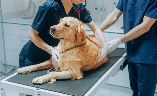 アレルギー体質への長期ケア