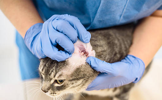 継続治療を支える飼い主サポート