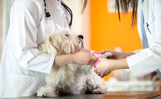 幅広い疾患に対応