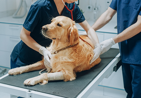 継続治療を支える飼い主サポート