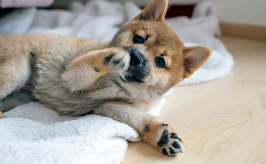 ノミ・マダニ予防