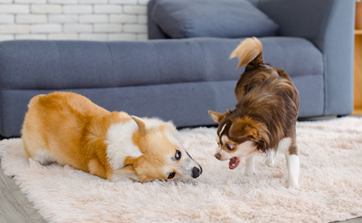 消化管内寄生虫（回虫・条虫など）予防