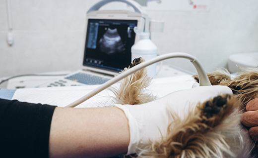 呼吸器科（肺・気管・鼻の病気）