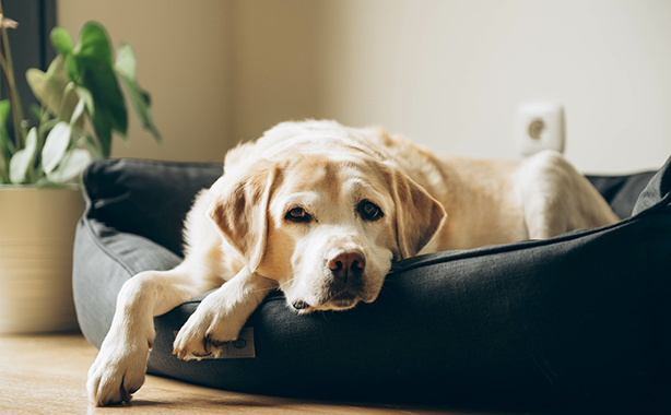 シニア期ケア・腫瘍などの病気