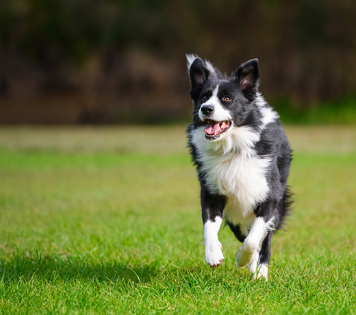 安心して遊べる、病院併設の青空ドッグラン