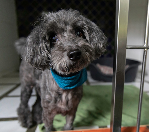 医療の安心をそばに、やさしく過ごせるお預かりを