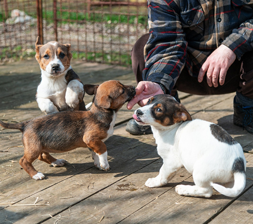 遊びながら「人・犬・病院」を好きになる時間