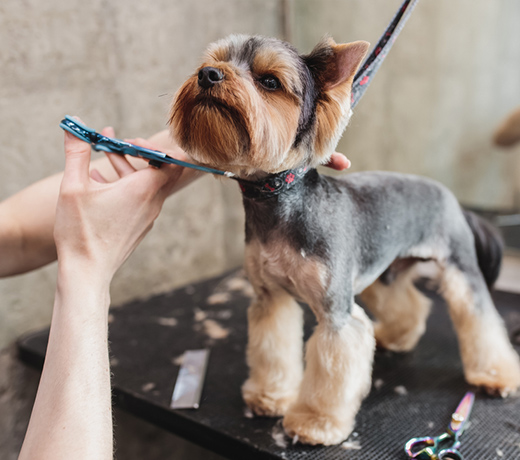 かわいく、健やかに。医療とつながるグルーミング