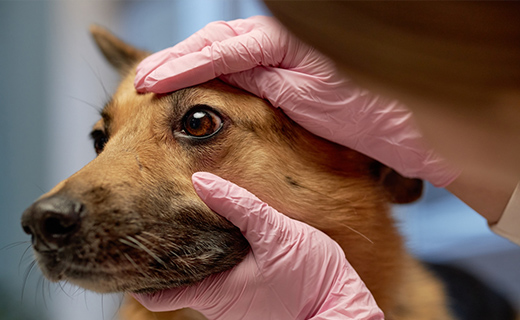 獣医師による健康チェック