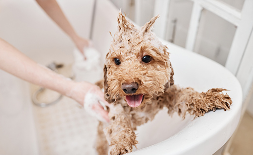 皮膚や体質に合わせたシャンプー選び