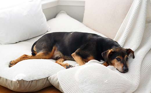 シニア犬・持病のある子にも対応
