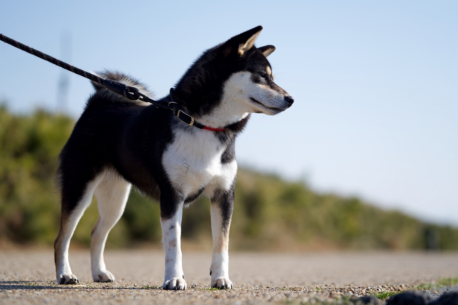 遠くを見つめる散歩中の柴犬