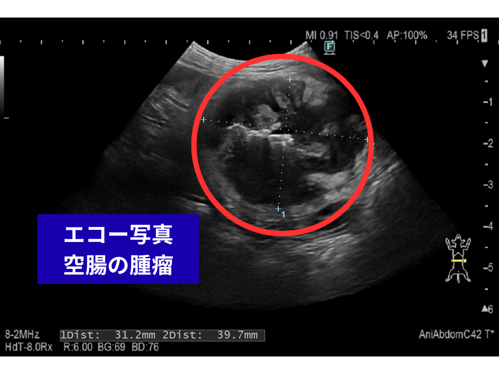 エコー写真 空腸の腫瘤
